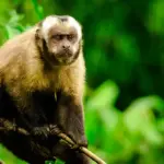 Amazon and Manu National Park Tour